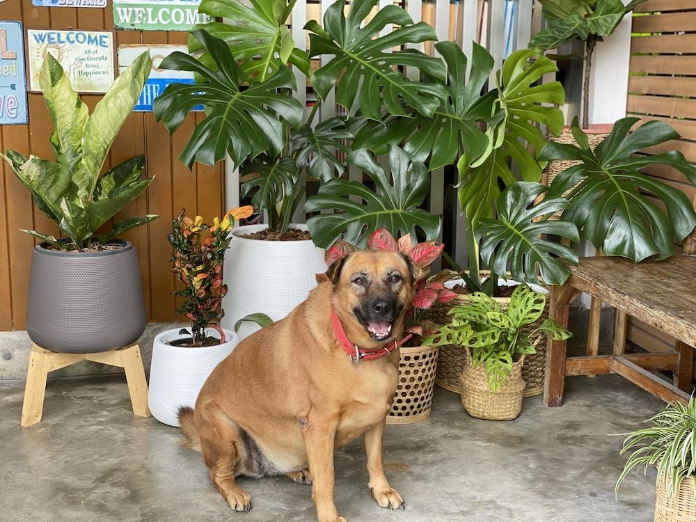 Ideo Phuket Hotel - Sha Extra Plus Nai Yang Luaran gambar